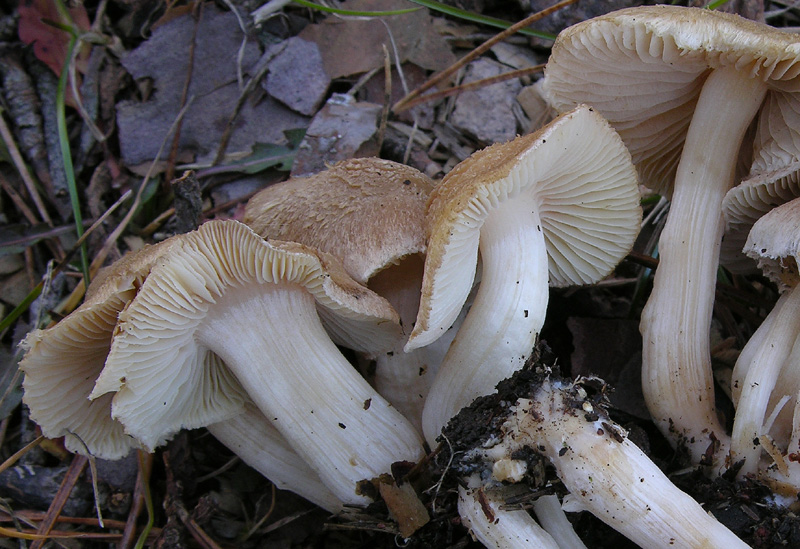 Inocybe sp.